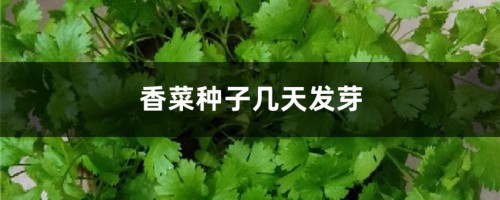 怎么种香菜，种子几天发芽