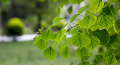 菩提树