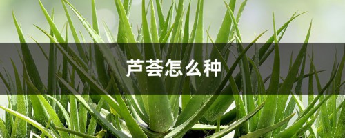 芦荟怎么种