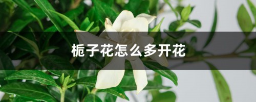 栀子花怎么多开花