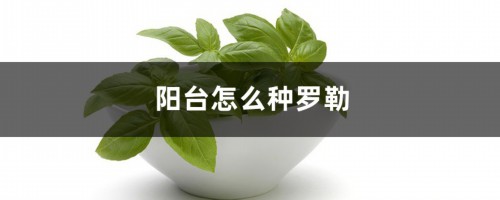 阳台怎么种罗勒